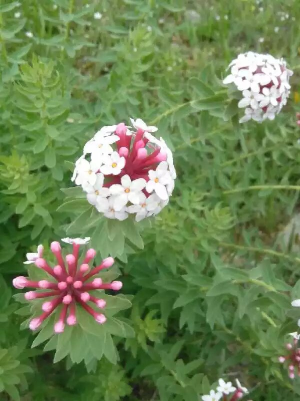 路边的野花好漂亮*^O^..